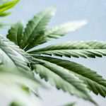 susz CBD